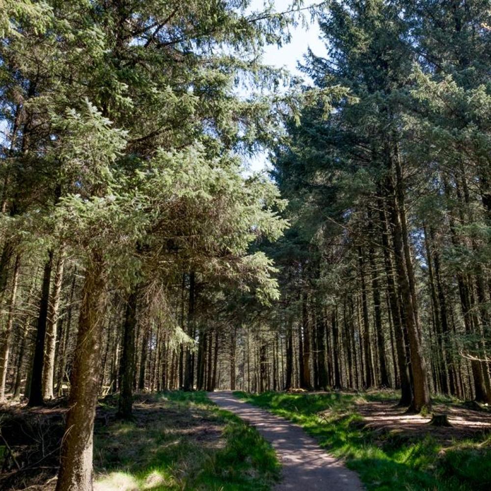 Beacon Fell Country Park